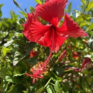 Meet your Posher, Candice